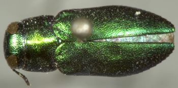 Media type: image;   Entomology 33798 Aspect: habitus dorsal view